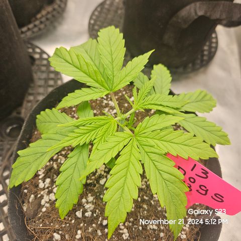 13 Dogs growlog timeline photo