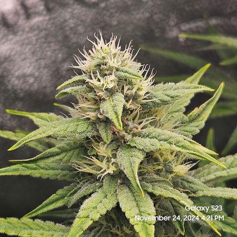 PPP 9 # Hammer growlog timeline photo