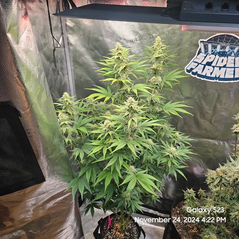 PPP 9 # Hammer growlog timeline photo