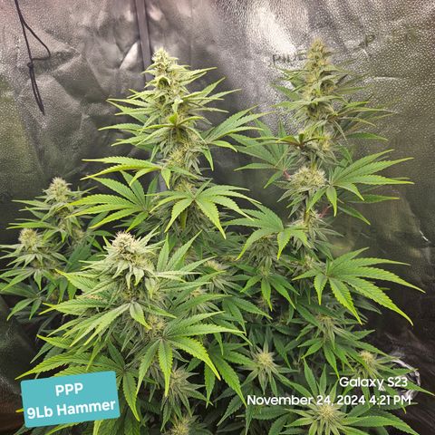 PPP 9 # Hammer growlog timeline photo