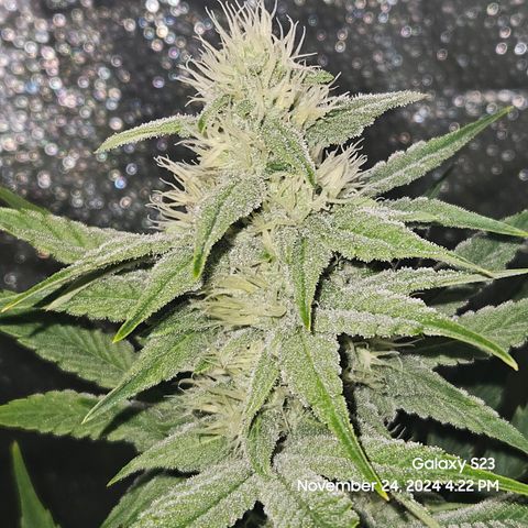 PPP 9 # Hammer growlog timeline photo