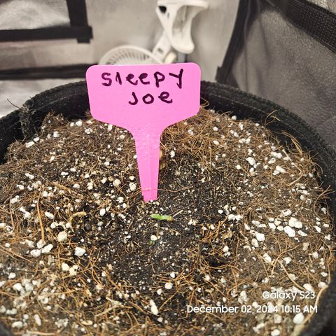 Sleepy Joe #46 growlog photo: Day 2
