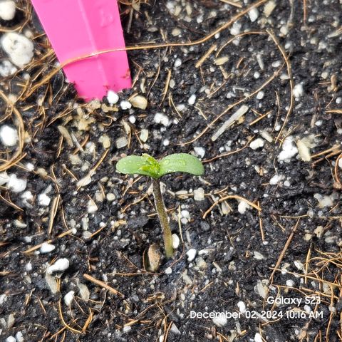 Sleepy Joe #46 growlog photo: Day 2
