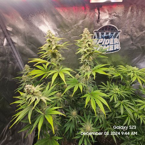 PPP 9 # Hammer growlog timeline photo