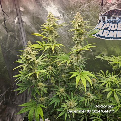 PPP 9 # Hammer growlog timeline photo