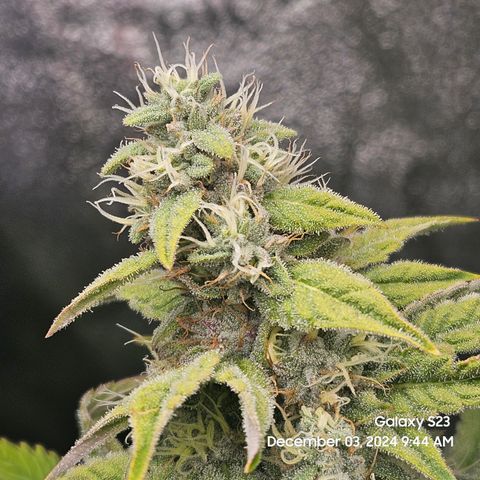 PPP 9 # Hammer growlog timeline photo
