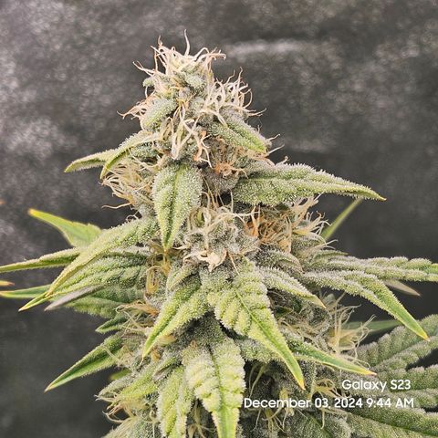 PPP 9 # Hammer growlog timeline photo
