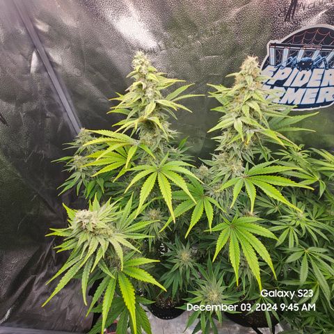 PPP 9 # Hammer growlog timeline photo