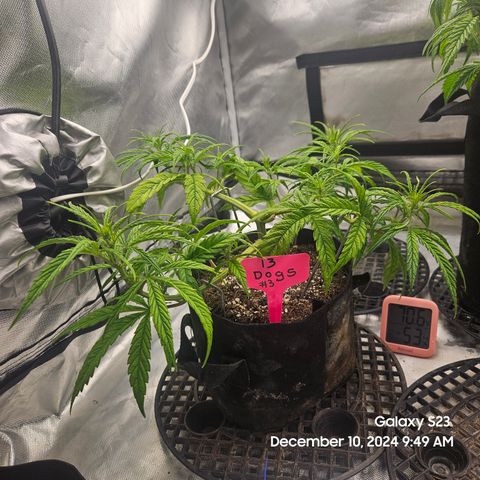 13 Dogs growlog timeline photo