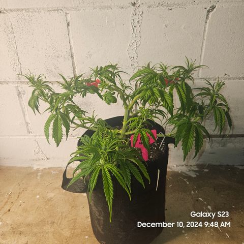 13 Dogs growlog timeline photo