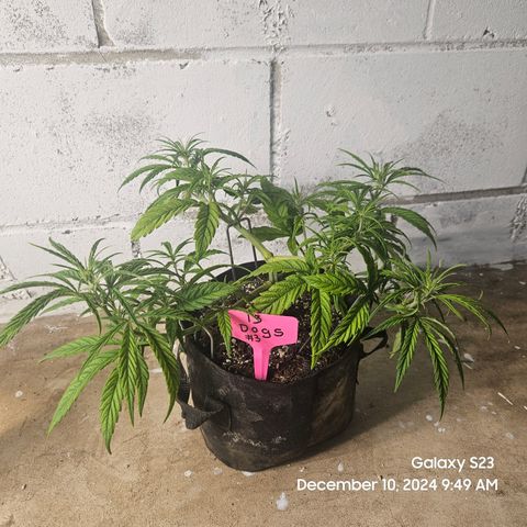 13 Dogs growlog timeline photo