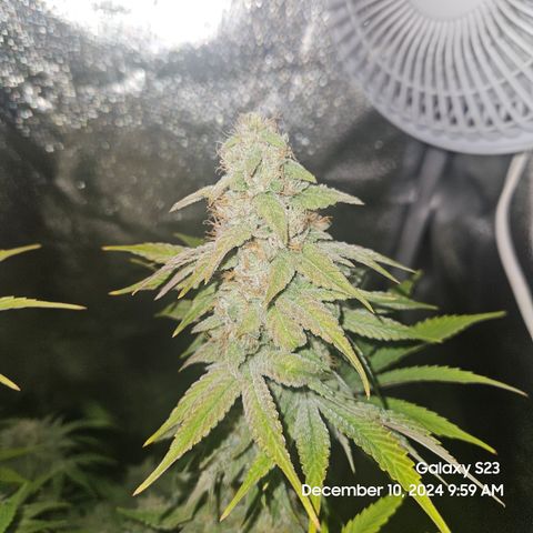 PPP 9 # Hammer growlog timeline photo