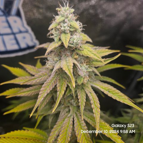 PPP 9 # Hammer growlog timeline photo