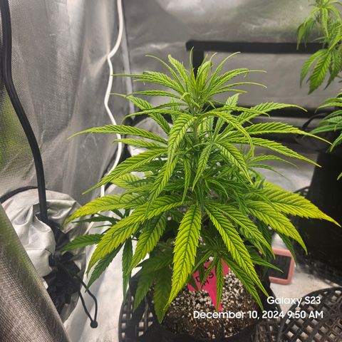 13 Dogs growlog timeline photo