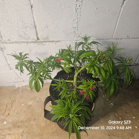 13 Dogs growlog timeline photo