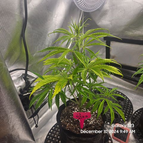 13 Dogs growlog timeline photo