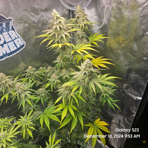 PPP 9 # Hammer growlog timeline photo