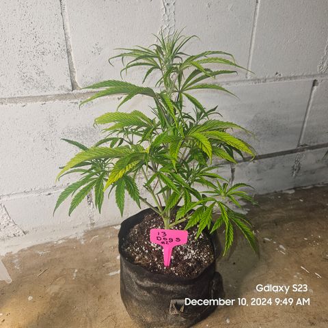 13 Dogs growlog timeline photo
