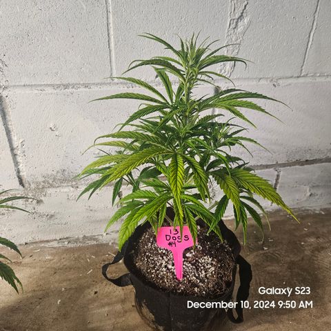13 Dogs growlog timeline photo