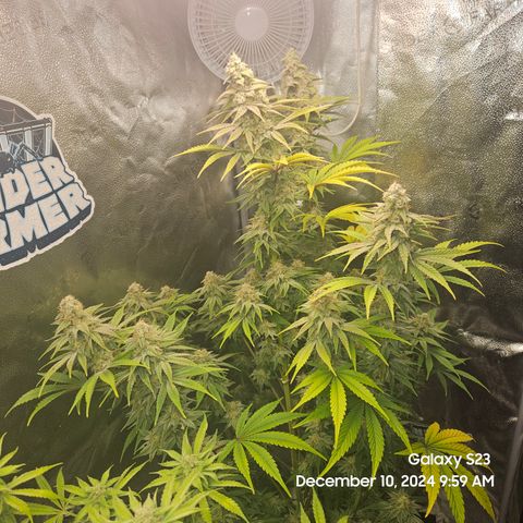 PPP 9 # Hammer growlog timeline photo