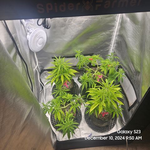 13 Dogs growlog timeline photo