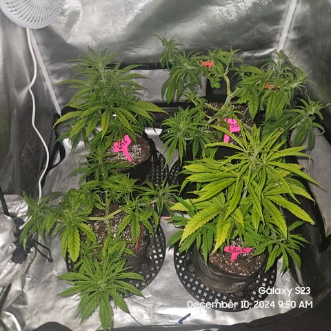 13 Dogs growlog timeline photo