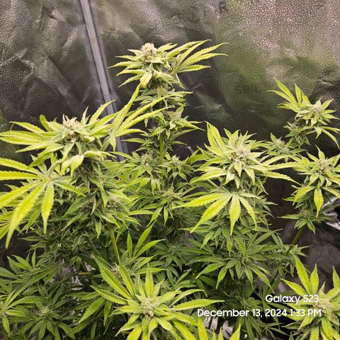Seedsman Gorilla Gas F1 Fast growlog timeline photo