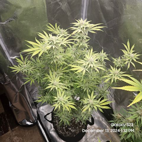 Seedsman Gorilla Gas F1 Fast growlog timeline photo