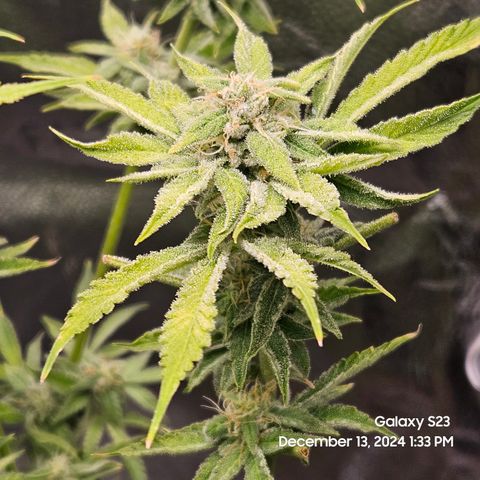 Seedsman Gorilla Gas F1 Fast growlog timeline photo