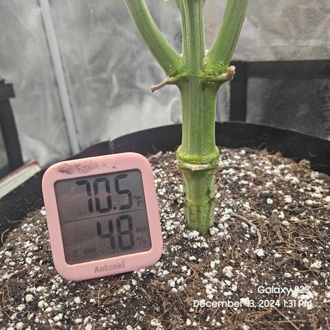 Seedsman Gorilla Gas F1 Fast growlog timeline photo