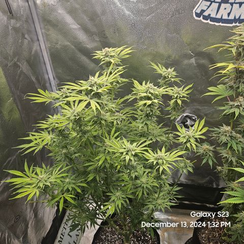 Seedsman Gorilla Gas F1 Fast growlog timeline photo