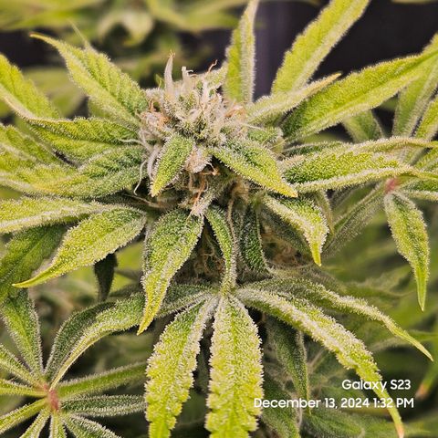 Seedsman Gorilla Gas F1 Fast growlog timeline photo