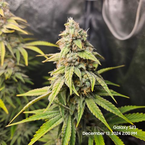 PPP 9 # Hammer growlog timeline photo