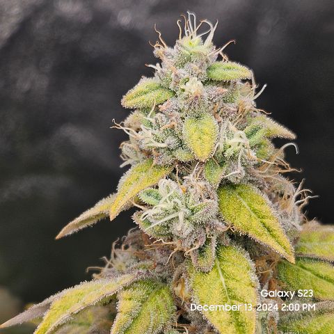 PPP 9 # Hammer growlog timeline photo
