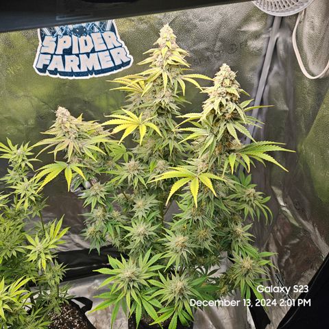 PPP 9 # Hammer growlog timeline photo