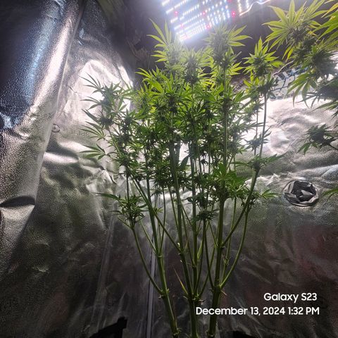 Seedsman Gorilla Gas F1 Fast growlog timeline photo