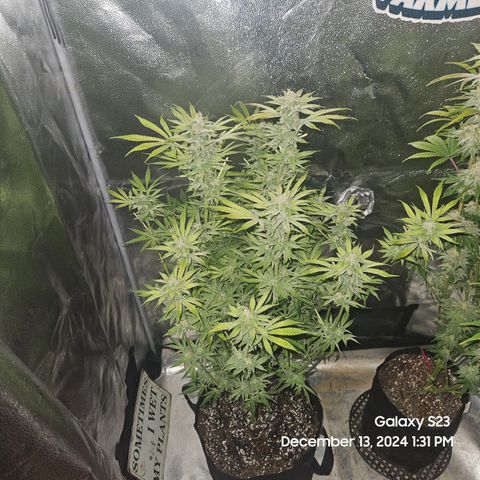 Seedsman Gorilla Gas F1 Fast growlog timeline photo