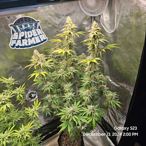 PPP 9 # Hammer growlog timeline photo