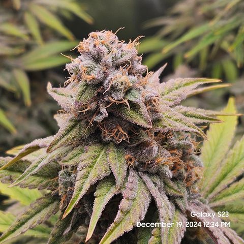 PPP 9 # Hammer growlog timeline photo