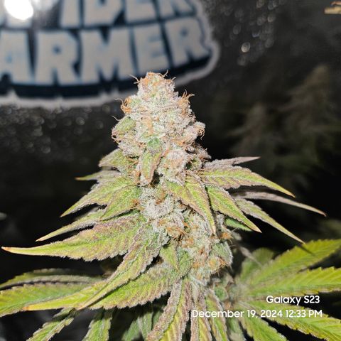 PPP 9 # Hammer growlog timeline photo