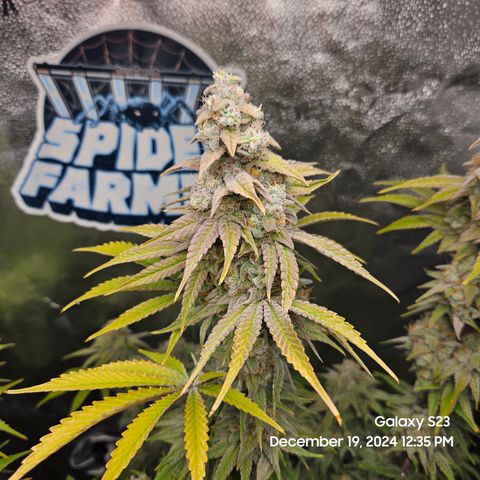 PPP 9 # Hammer growlog timeline photo