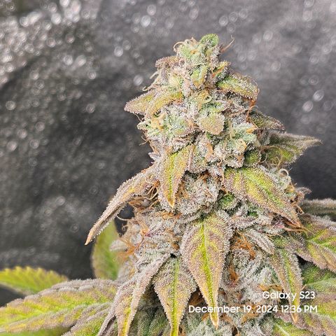 PPP 9 # Hammer growlog timeline photo