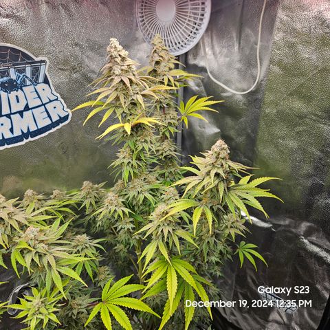 PPP 9 # Hammer growlog timeline photo