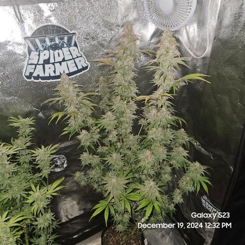 PPP 9 # Hammer growlog timeline photo