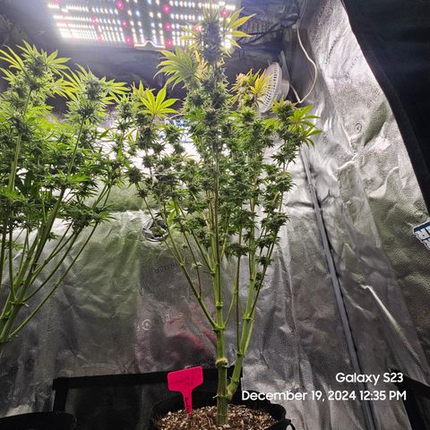 PPP 9 # Hammer growlog timeline photo