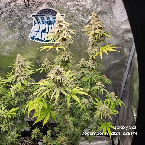 PPP 9 # Hammer growlog timeline photo