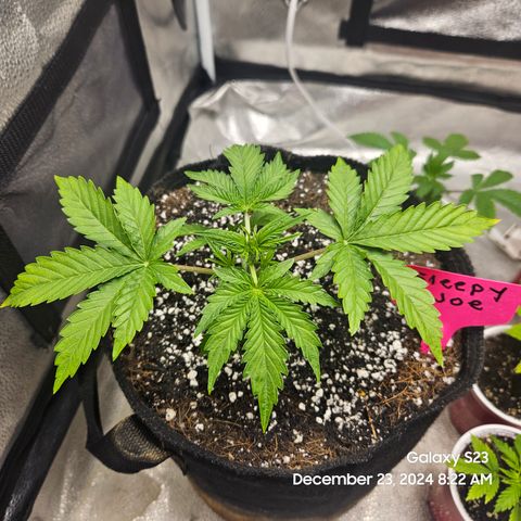 Sleepy Joe #46 growlog timeline photo