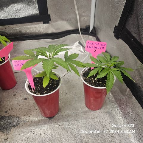 Out of The Tackle Box  growlog timeline photo