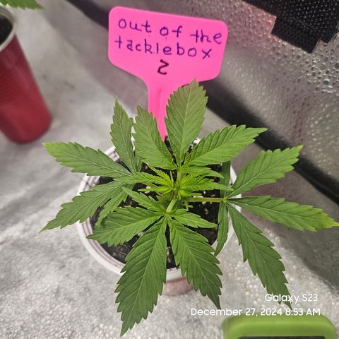 Out of The Tackle Box  growlog timeline photo