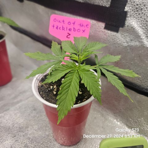 Out of The Tackle Box  growlog timeline photo